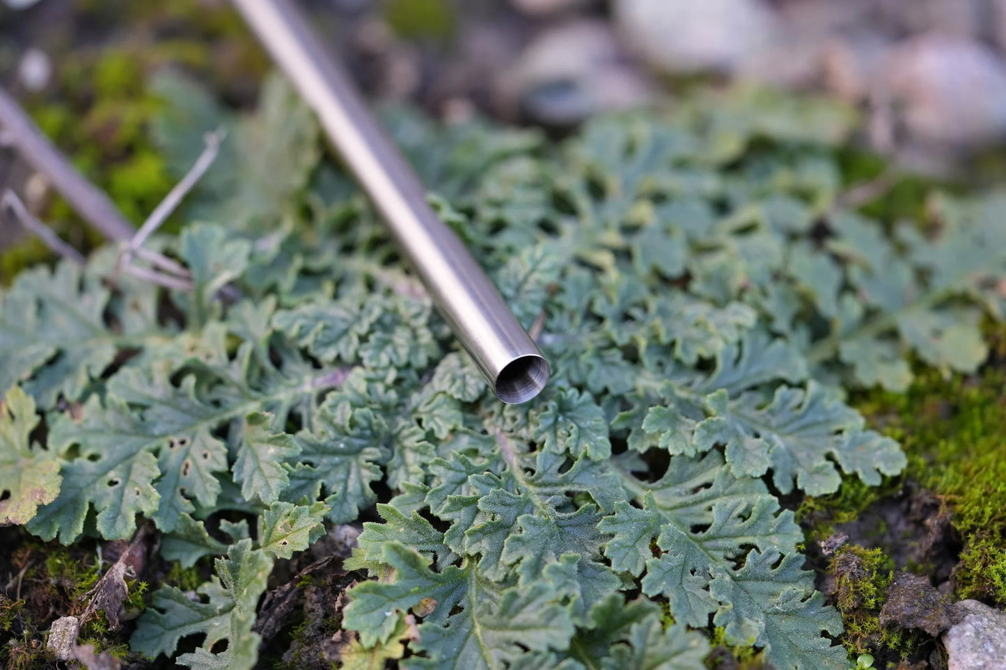 “Morpheus” Carbon Steel 128-595mm AEG