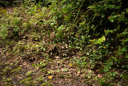 Brown Oak Combat Pants